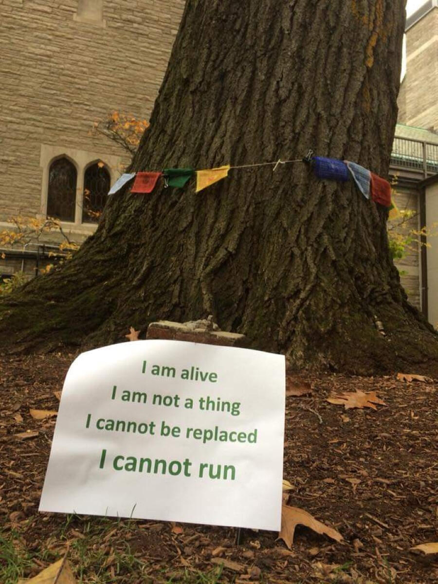 Red oak tree at Harvard Divinity School. Protest sign says "I am alive. I am not a thing. I cannot be replaced. I cannot run." Red oak tree with collegiate gothic windows in the background. Leaves on the soil. Multi-colored prayer flags, artwork, an altar, and protest signs surround the trunk. A sign says "I am alive. I am not a thing. I cannot be replaced. I cannot run."